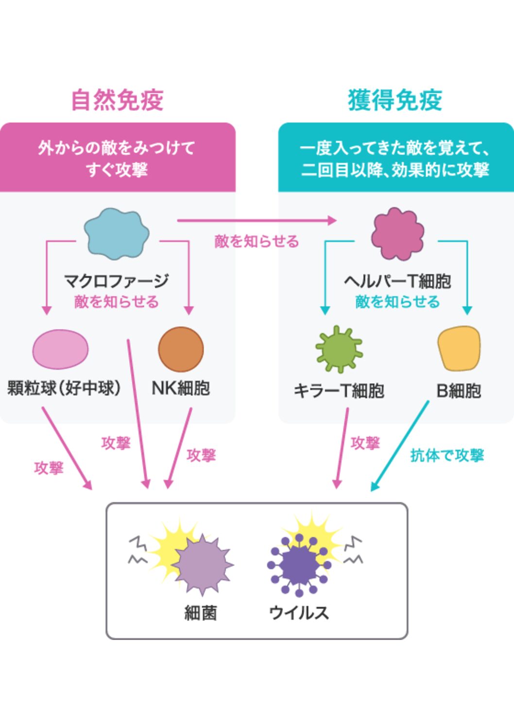 自然 免疫 と 獲得 免疫 の 違い